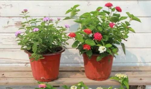 武汉小三爆料视频最新版,惊人内幕揭露婚姻危机  第2张